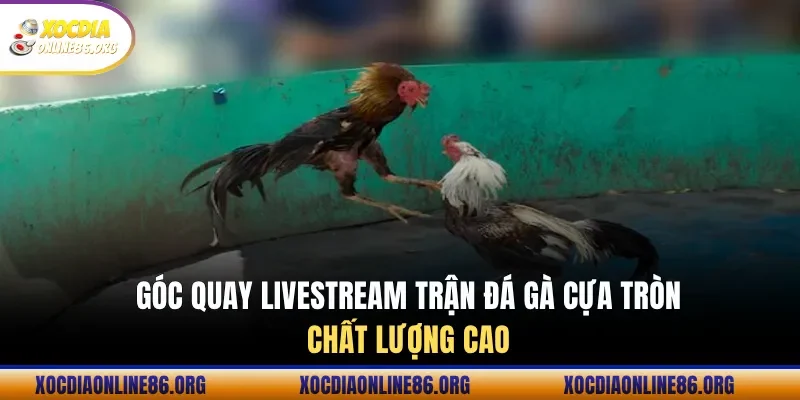 goc quay livestream tran da ga cua tron chat luong cao Góc quay livestream trận đá gà cựa tròn chất lượng cao