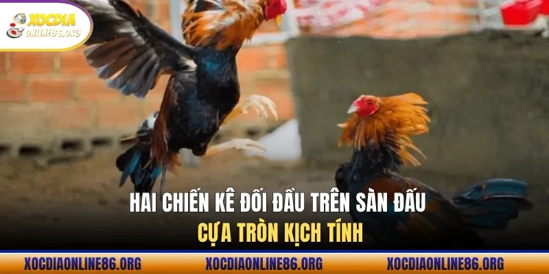 hai chien ke doi dau tren san dau cua tron kich tinh Hai chiến kê đối đầu trên sàn đấu cựa tròn kịch tính