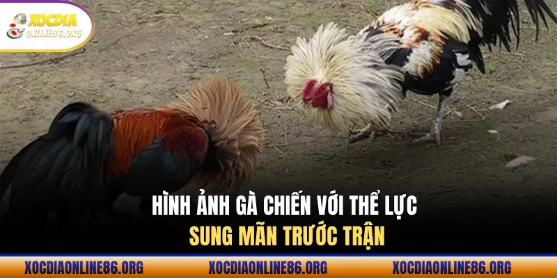 hinh anh ga chien voi the luc sung man truoc tran Hình ảnh gà chiến với thể lực sung mãn trước trận